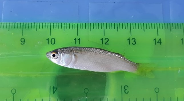 giống cá đối mục