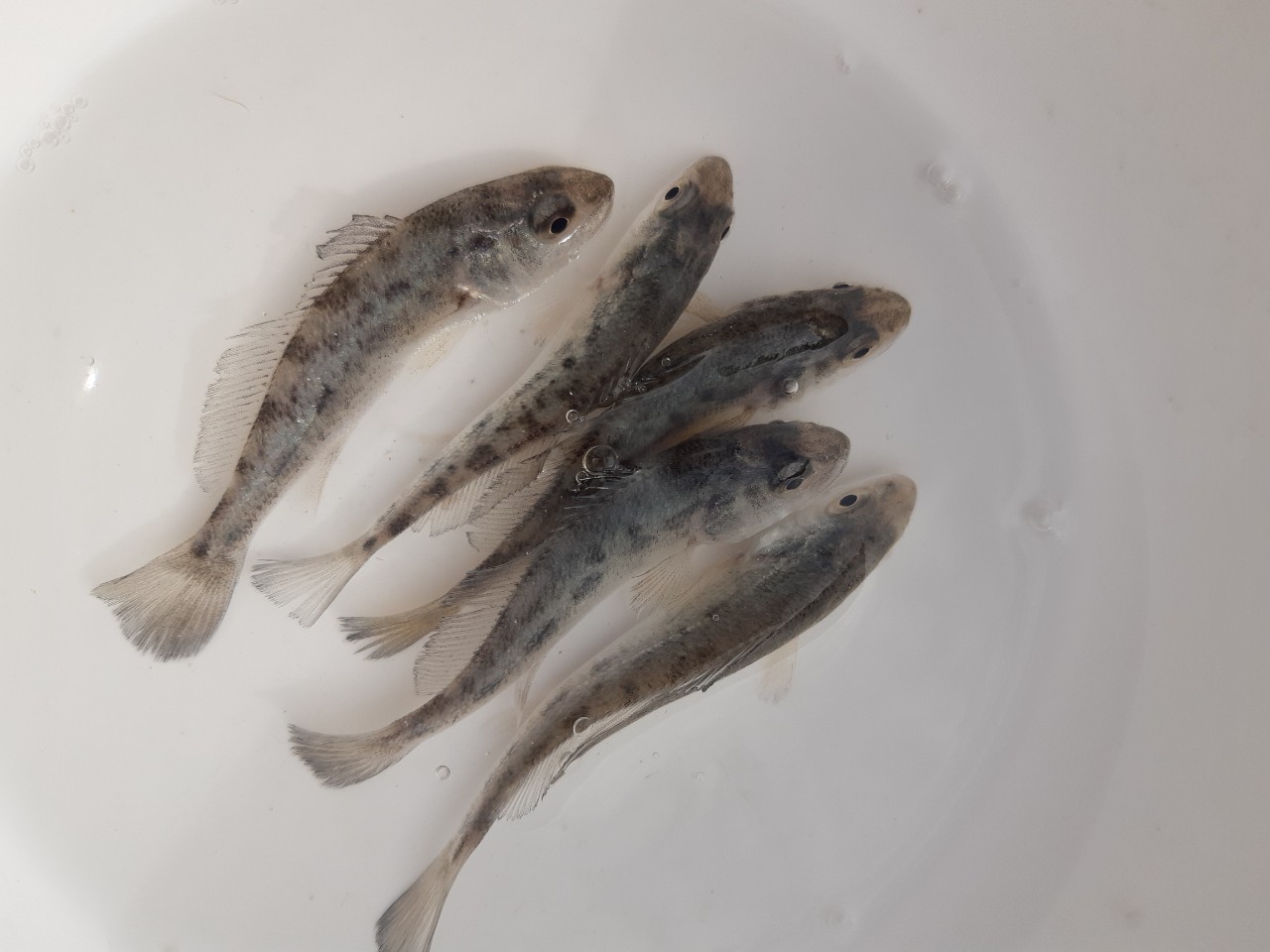 giống cá hồng mỹ