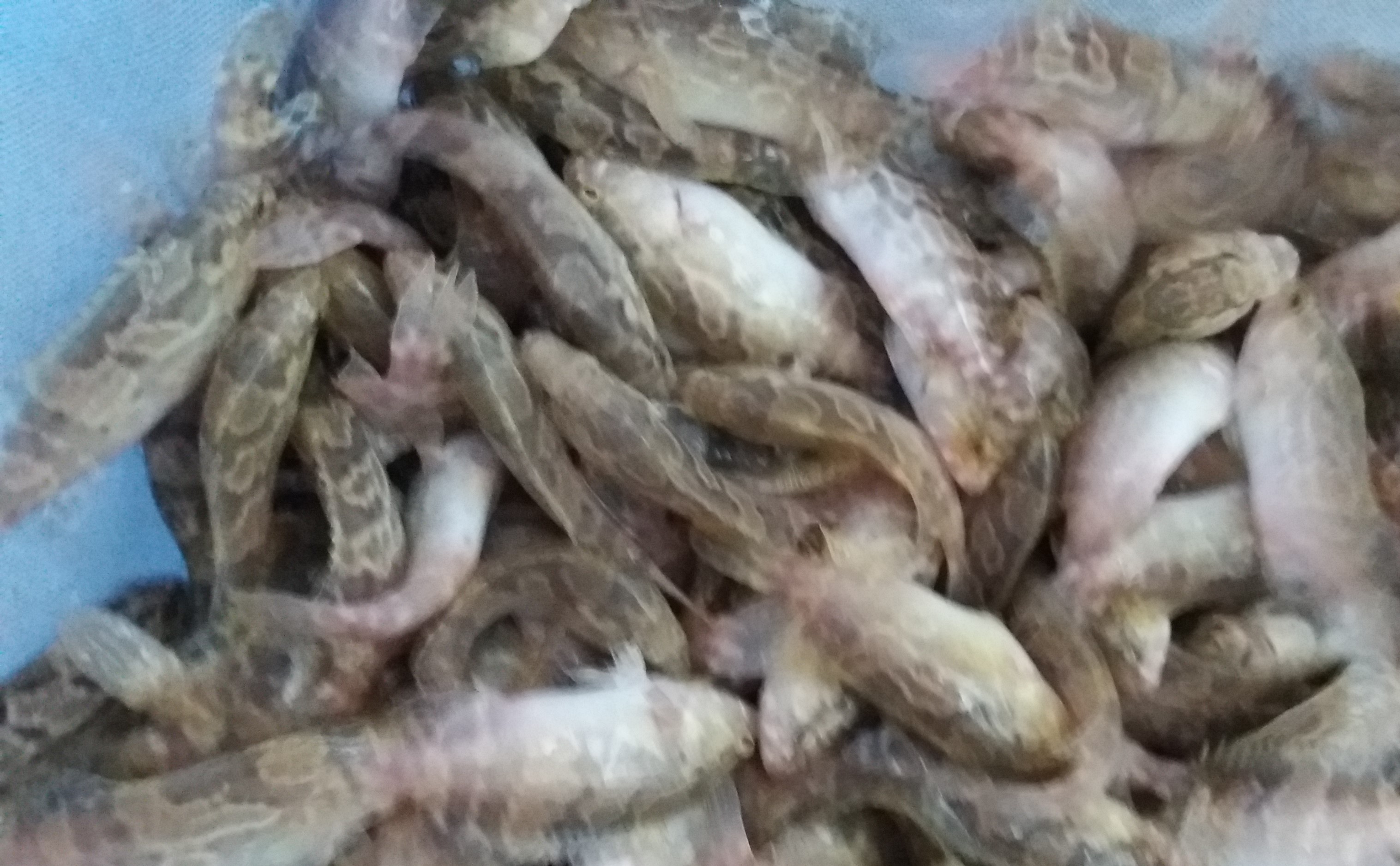 giống cá mú trân châu; giống cá mú lai