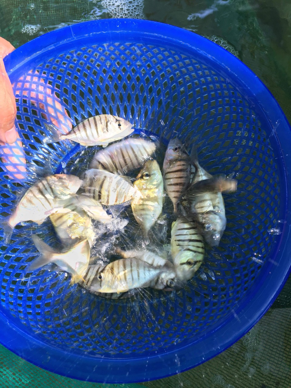 giống cá bè vàng, giống cá bè đưng