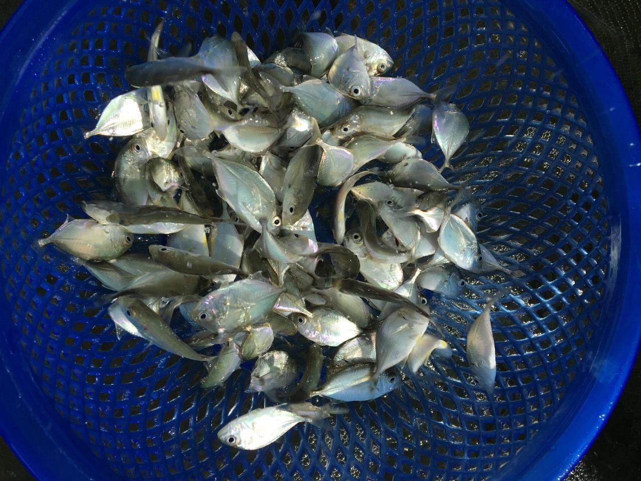 giống cá bè vẫu, giống cá bè trắng