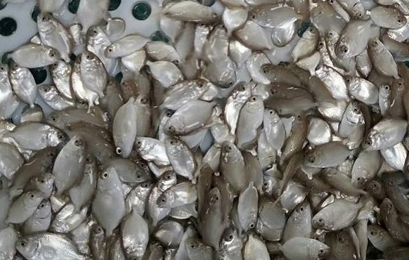 giống cá chim vây dài