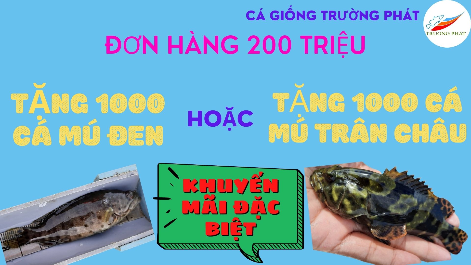 Tặng giống cá mú trân châu hoặc giống cá mú đen đơn hàng 200 triệu Tặng giống cá mú trân châu hoặc giống cá mú đen