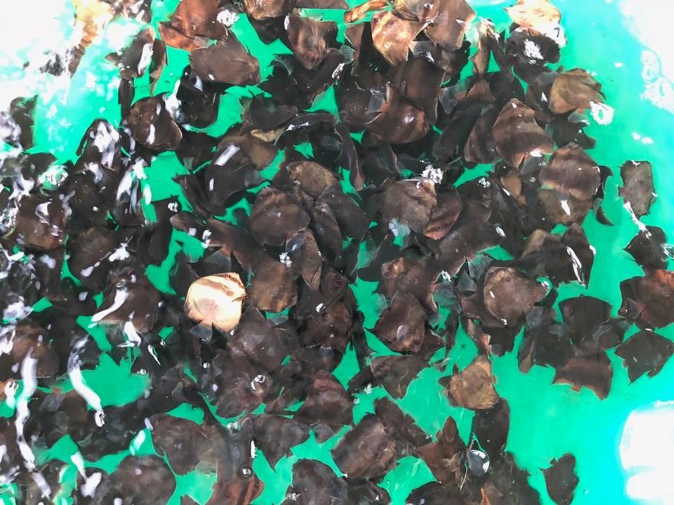giống cá tai bồ chất lượng