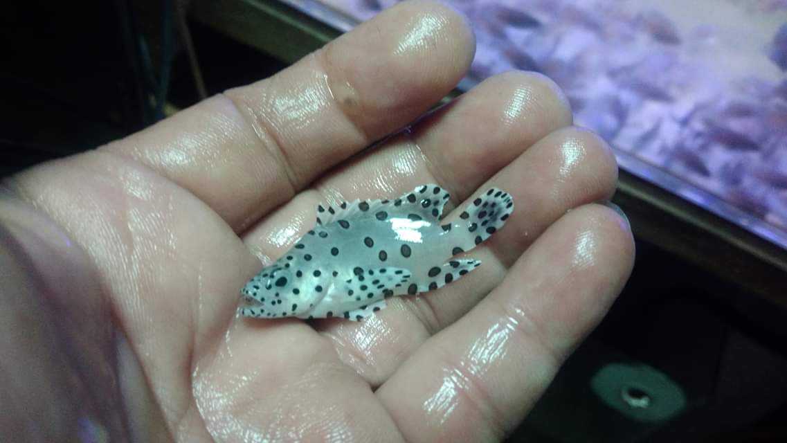 giống cá mú chuột