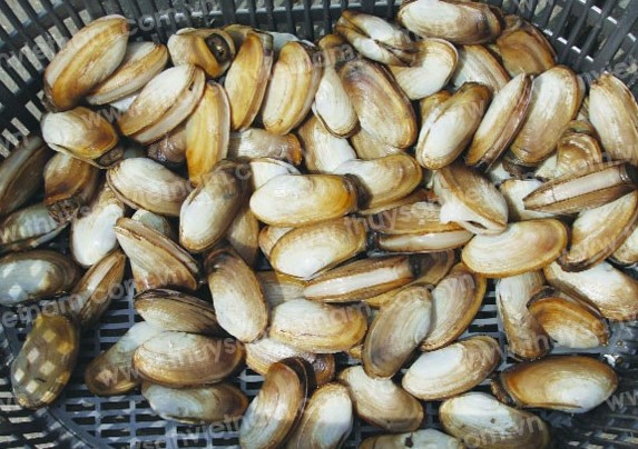 giống tu hài cấp 2