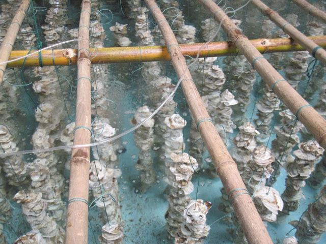 giống hầu thái bình dương