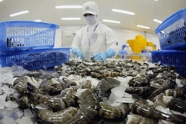 Nghịch lý ngành tôm Việt: Vì sao chưa khẳng định vị thế trên thị trường toàn cầu?