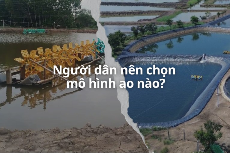 Khác biệt giữa ao tôm lót bạt và ao nuôi tôm truyền thống: Nên chọn mô hình nào?