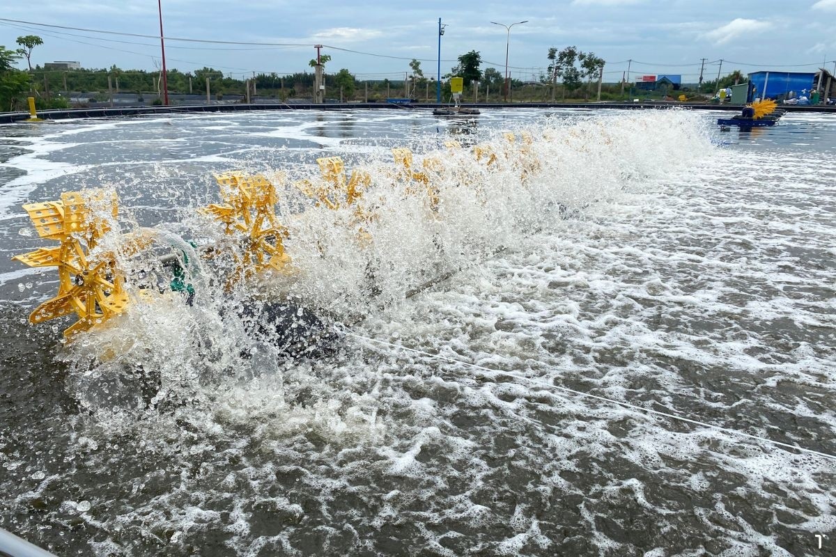 Phương pháp gây màu nước tự nhiên bền vững trong nuôi trồng thủy hải sản