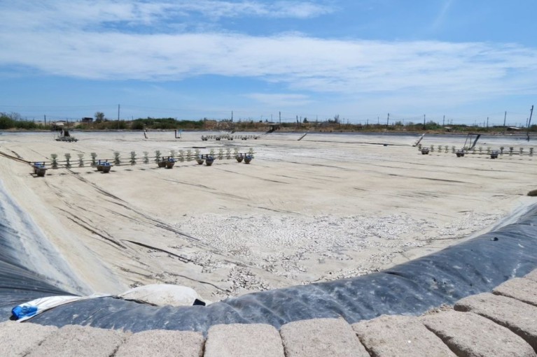 Khi ao nuôi "già" đi: Làm sao để phục hồi "trái tim" của hệ sinh thái đáy?