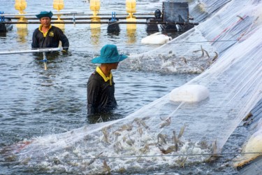 Khuyến cáo khi nuôi tôm nước lợ năm 2026