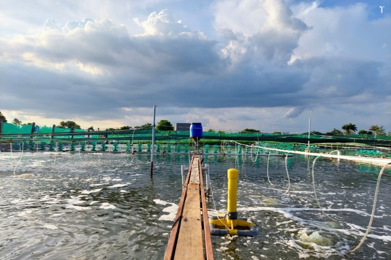 Thay đổi tư duy nuôi tôm để phát triển bền vững