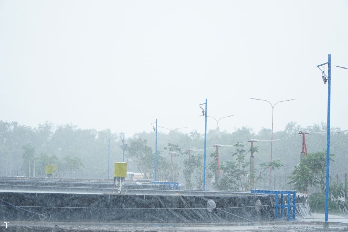 Đừng để trắng tay sau một cơn mưa đêm: Hiệu ứng domino dưới đáy ao