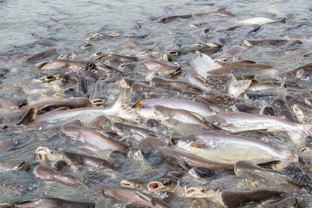 Cá tra giá 28.500 đồng/kg vẫn không ai mua, hoặc đòi mua... thiếu