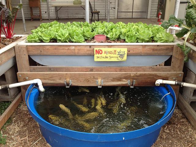 Aquaponics - Cái nhìn của người trong cuộc