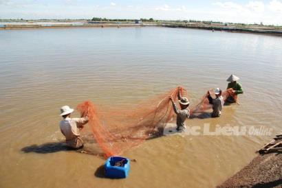 Tiền Giang: Giàu lên nhờ nuôi cá