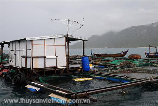 Băn khoăn cải tiến lồng nuôi tôm hùm