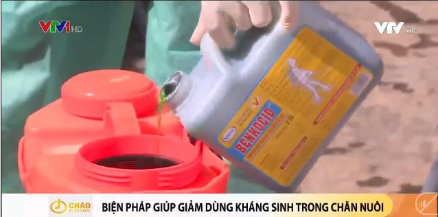 Biện pháp chăn nuôi hiệu quả hạn chế tối đa dùng kháng sinh