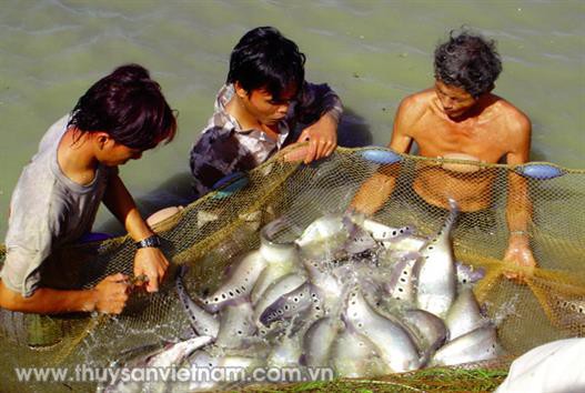 Tánh Linh (Bình Thuận): Ổn định với cá thát lát cườm theo chuỗi