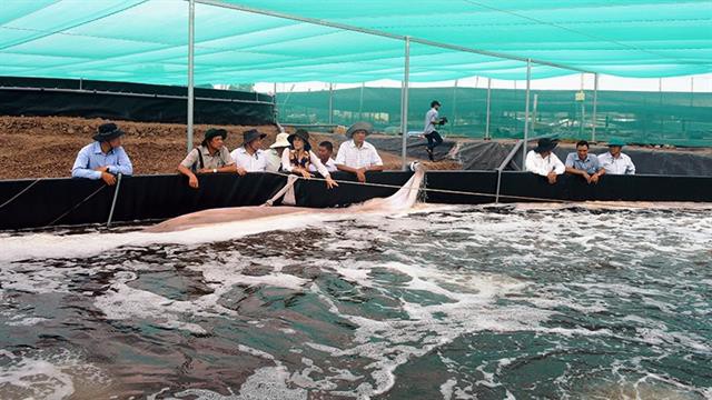 Bước tiến của ngành nuôi tôm Kiên Giang