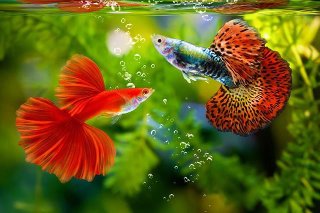 Một số dấu hiệu bệnh thường gặp ở cá, tép cảnh cần chú ý