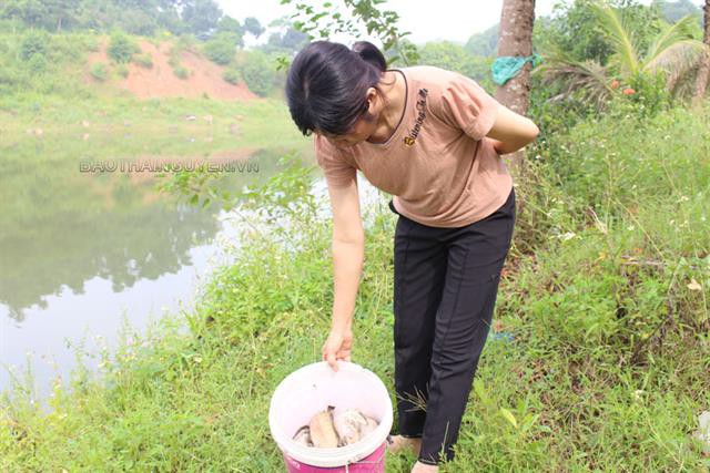 Cá chết bất thường ở hồ Núi Cốc