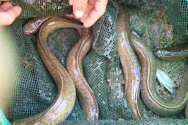 Nuôi cá chình trong ao đất mang lại hiệu quả kinh tế cao