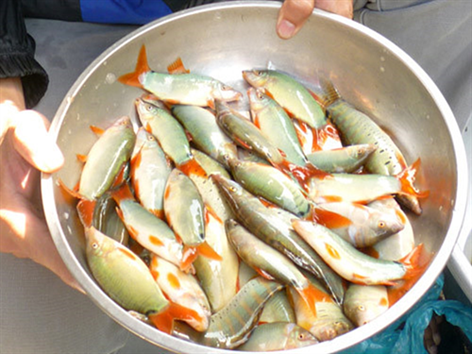 Gần nửa triệu đồng một kg cá heo nước ngọt