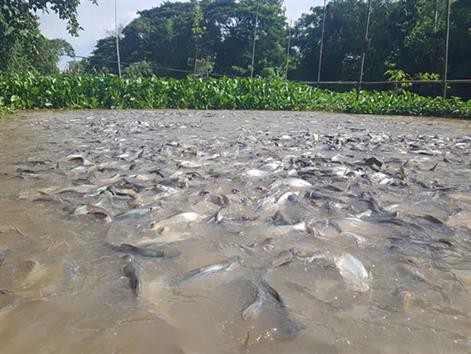 Chi tiền triệu nuôi hàng ngàn con cá kéo đến "ăn nhờ ở đậu"
