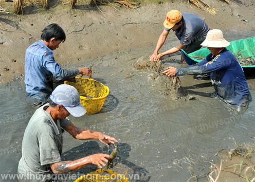 Cà Mau: Phát huy thế mạnh tôm sinh thái
