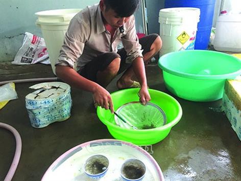 Cà Mau: Phòng dịch bệnh trên tôm nuôi