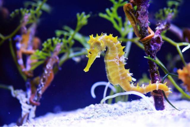 Cá ngựa vị thuốc bổ trong Đông Y