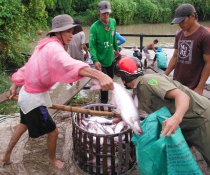 Cá tra Việt gặp khó vì luật mới của Mỹ
