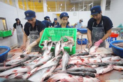 Cá tra bội thu: Tránh phụ thuộc Trung Quốc