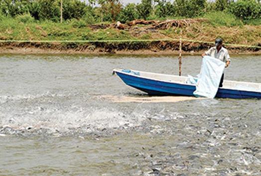 Cá tra giá cao, thiếu nguyên liệu chế biến
