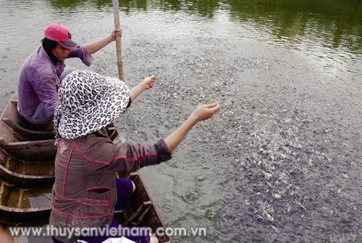Cá tra “khát” giống