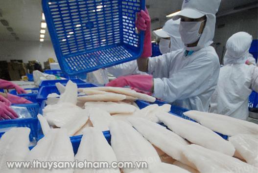 Cá tra Việt Nam: Viễn cảnh sáng trên đất Mỹ