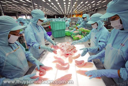 Cá tra Việt quay lại Mỹ