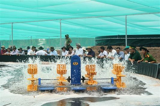 Cần đầu tư mạnh nuôi tôm nước lợ vùng U Minh Thượng