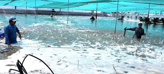 Phú Tân cần kiểm soát tốt việc phát triển nuôi tôm siêu thâm canh