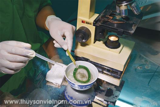 Chiến lược nuôi đảm bảo an toàn sinh học