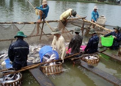 Chuyên nghiệp hóa vùng nuôi cá tra thương phẩm!