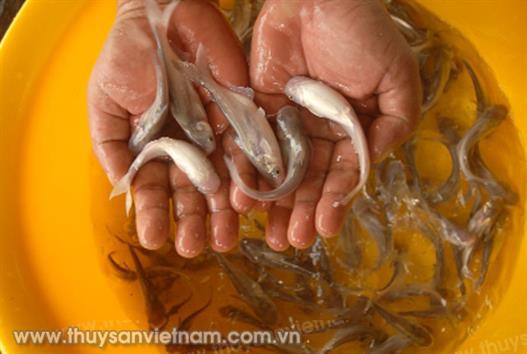 “Cuộc cách mạng” về chất lượng giống
