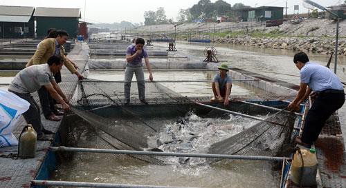 Để nuôi cá lồng phát triển bền vững
