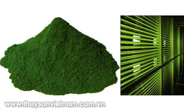 Dưỡng chất từ tảo Nannochloropsis