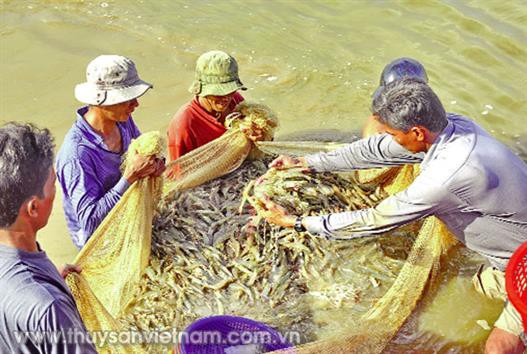 Giá tôm đảo chiều tăng nhẹ