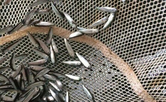 Kỹ thuật nuôi cá đối mục thương phẩm trong ao đất
