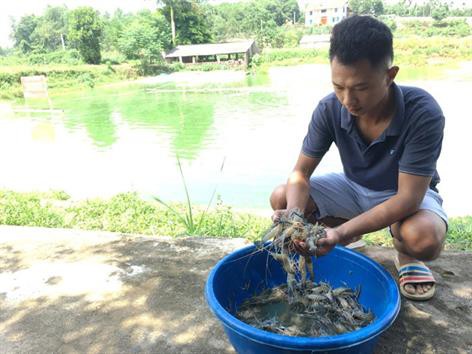 Hà Nội: Đầu tư hơn 15,55 tỷ đồng phát triển nuôi tôm càng xanh