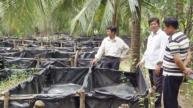 Hiệu quả mô hình nuôi lươn dưới tán dừa